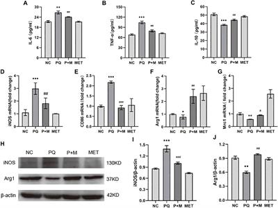 Metformin Regulates Alveolar Macrophage Polarization to Protect Against Acute Lung Injury in Rats Caused by Paraquat Poisoning